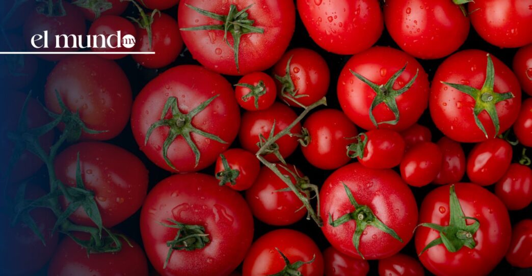Aranceles al jitomate mexicano. Continuará la exportación hacia Estados Unidos