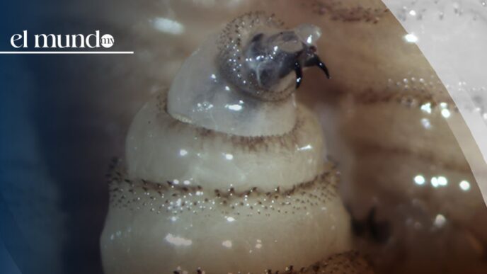 Gusano barrenador. Estados Unidos vuelve a cerrar la frontera al ganado de México