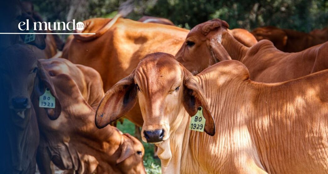 Gusano barrenador provoca pérdidas de 400 mdd por cierre de la frontera México–EE.UU.
