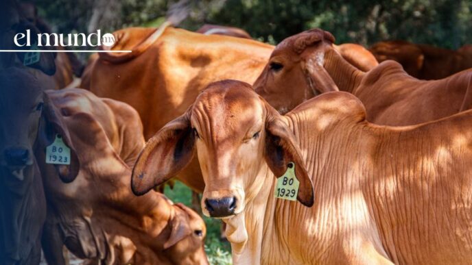 Gusano barrenador provoca pérdidas de 400 mdd por cierre de la frontera México–EE.UU.