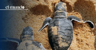 ¿Cuándo es la temporada de liberación de tortugas en Ixtapa-Zihuatanejo? Guía completa de agosto a marzo