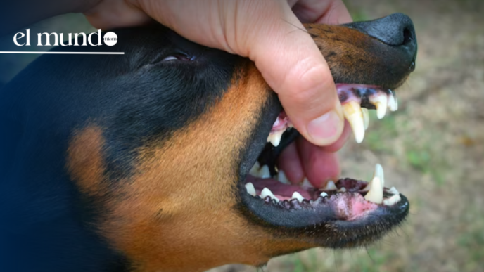 Miami-Dade Animal Services