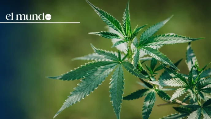 Signature Review Threatens Marijuana Legalization Initiative in Florida