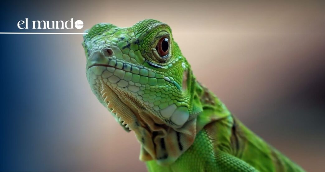More than 5,000 green iguanas eliminated in Florida after winter cold snap