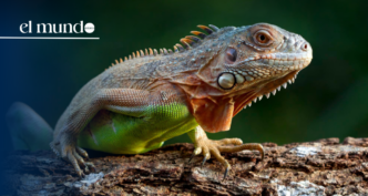 Florida allows the removal of frozen iguanas without a permit to curb an invasive pest