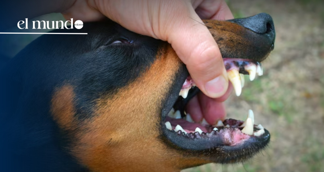 Miami-Dade Animal Services