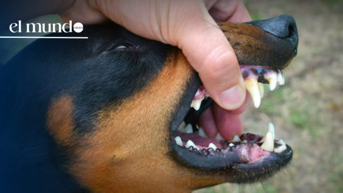 Miami-Dade Animal Services