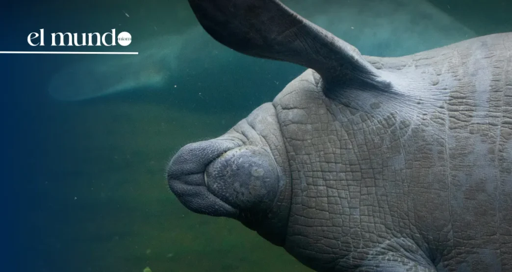 Rescue teams free a manatee that had become trapped in a drainage pipe