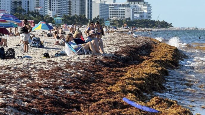 Sargassum Miami Beach: Massive Cleanup Efforts Now Underway